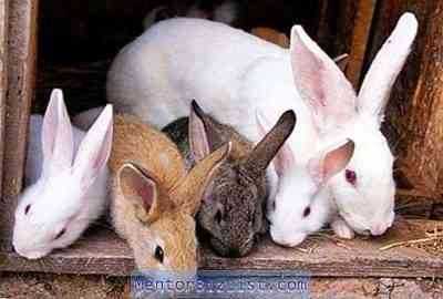העיקרון של גידול ארנבים בשיטת מיכאילוב