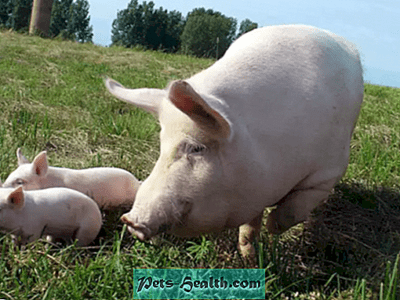 גידול גזעים שונים של חזירים לבשר