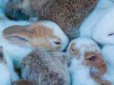 היסודות של גידול ארנבים למתחילים