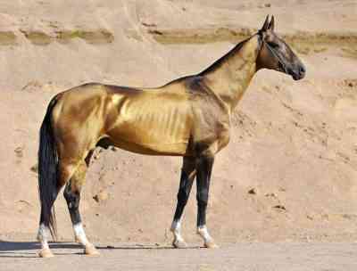 תכונות חיצוניות ואופי של סוס אחאל-טקה