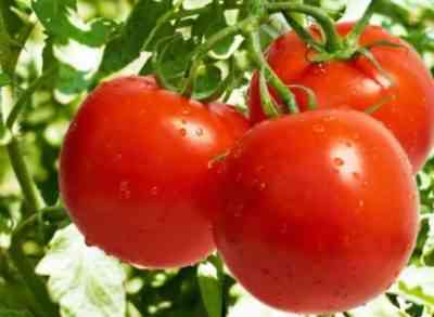 מדוע עגבניות יכולות להירקב