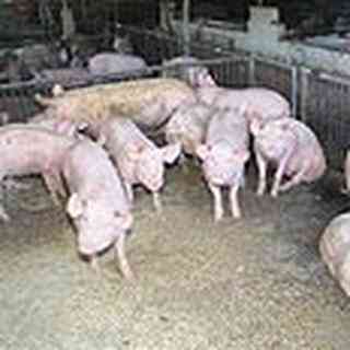 כללי גידול חזירים