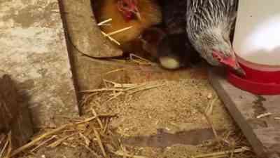 שיטות ותרופות לטיפול בשלשול אצל תרנגולות מטילות