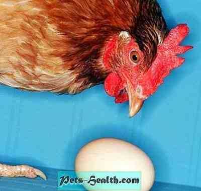 מדוע תרנגולות מנקרות ביצים ואיך מתמודדות עם זה