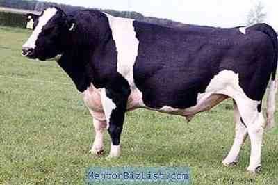 תכונות של שמירה על פרות חלב