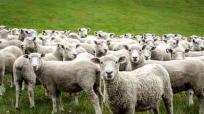 אילו מחלות כבשים קיימות