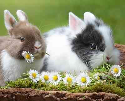 טיפול במדד אוזניים אצל ארנבים