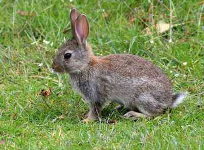 גורם להתעטשות אצל ארנבים ושיטות טיפול