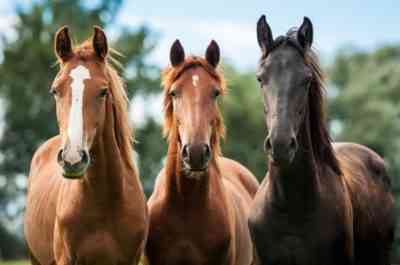 אילו מחלות סוסים קיימות