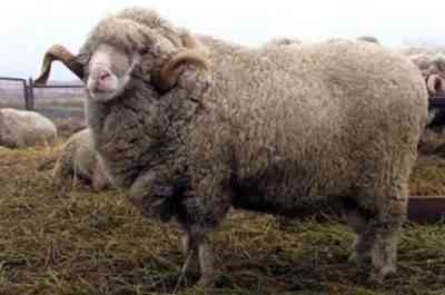 כמה שוקל כבשה ממוצעת, משקל נטו לבשר