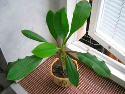 גן Euphorbia - טיפול ושיטות רבייה