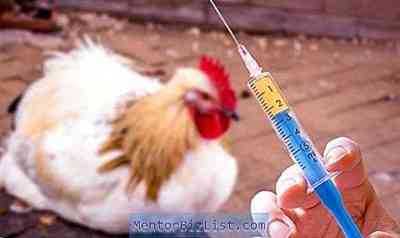 אילו אנטיביוטיקה משמשת לטיפול בתרנגולות מטילות
