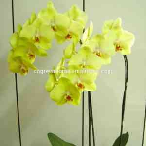תיאור סחלב phalaenopsis צהוב