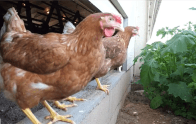 מדוע תרנגולות יכולות למות