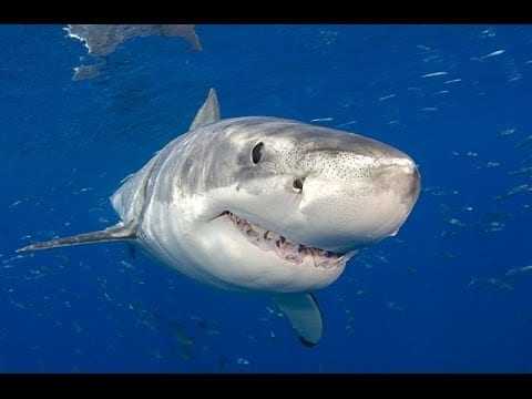 תועלת לבן כריש, תכונות, תכולת קלוריות, תכונות שימושיות ונזק