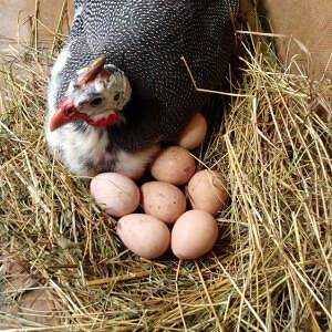 ביצי עופות גיני, קלוריות, יתרונות ונזקים, תכונות שימושיות