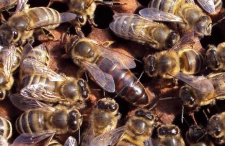גזעי דבורים ומאפיינים ייחודיים של סוגים שונים של דבורים