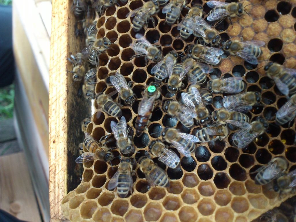 גזען של דבורי קרניקה וייחודיותן