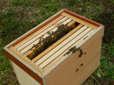 דבורים רוחשות: הסיבות העיקריות וכיצד להימנע מכך