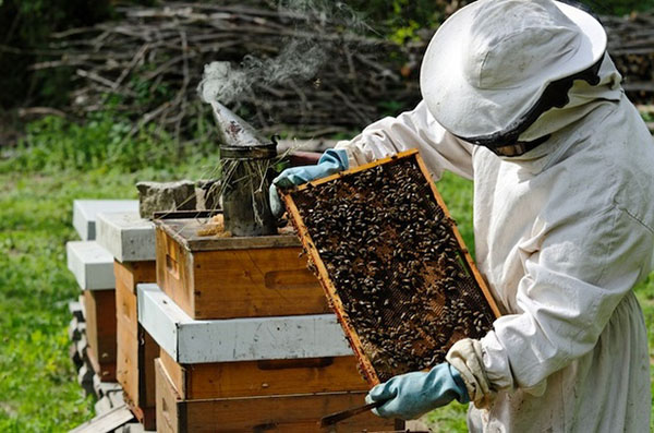 גידול דבורים תעשייתי: מאפיינים