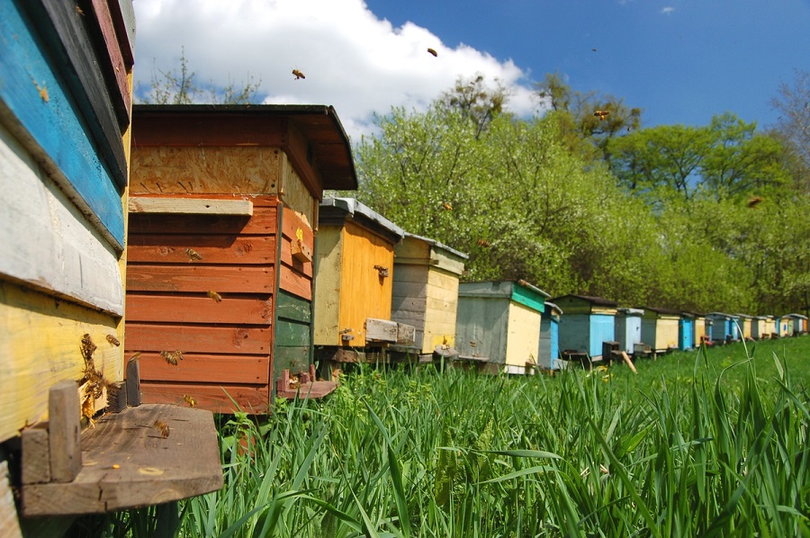 גידול דבורים תעשייתי: מאפיינים