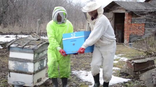מתי מוציאים דבורים מבית החורף?