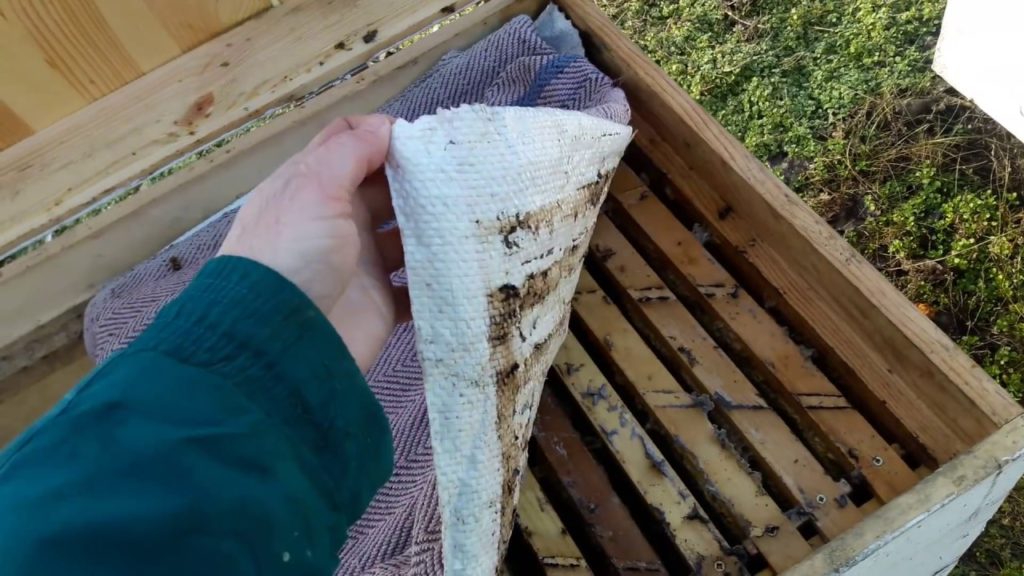 איך דבורים חורפות?