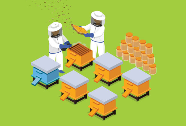 עסק של גידול דבורים: כיצד להתחיל, ניתוח מפורט
