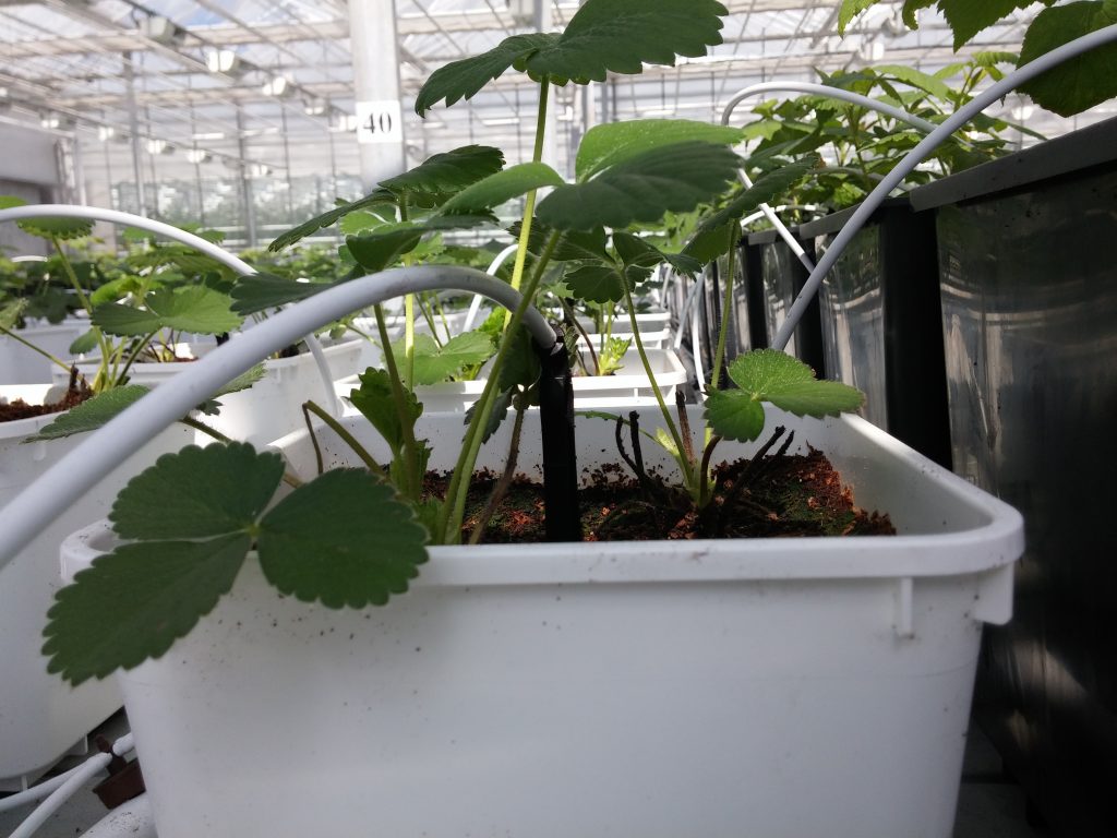 איך לגדל תותים הידרופוני בבית