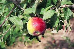 עץ תפוח