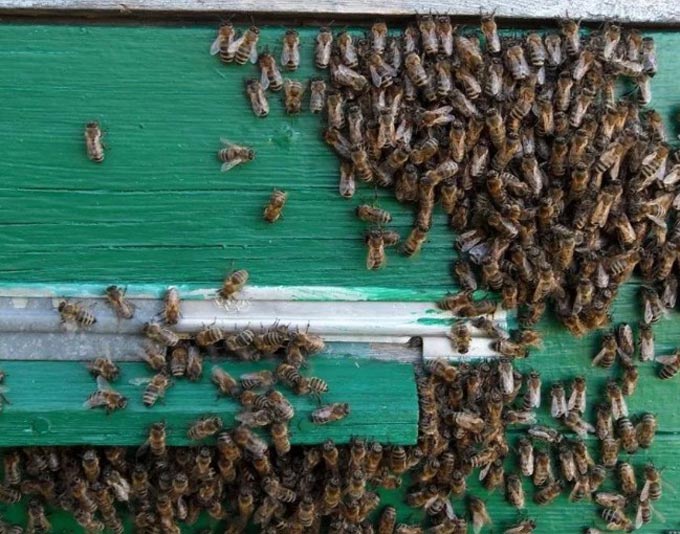 הדבורים חמות