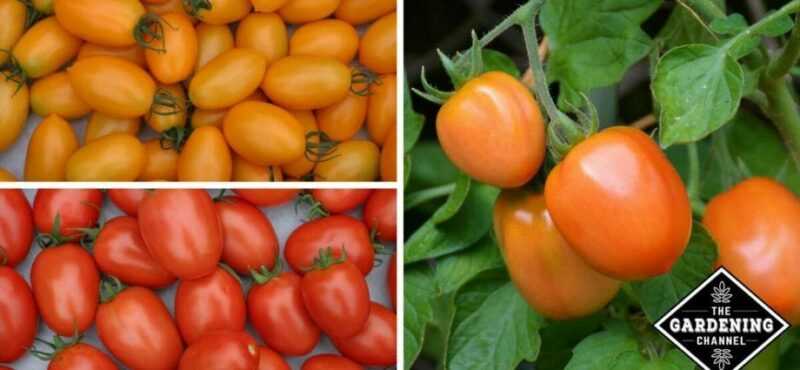 עגבניות שרי, קלוריות, יתרונות ונזקים, תכונות שימושיות
