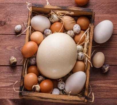 ביצת יען, קלוריות, יתרונות ונזקים, תכונות שימושיות