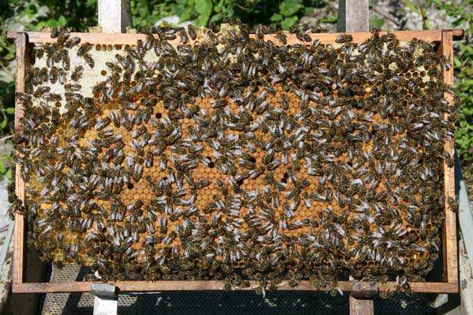 הרכב וגודל אופטימלי של מושבת הדבורים