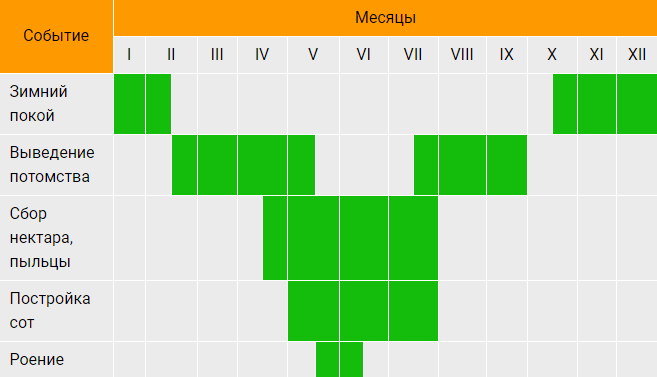 לוח השנה לעבודה של כוורן לפי חודש
