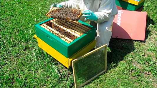 מהם שכבות דבורים וכיצד להכין אותן?