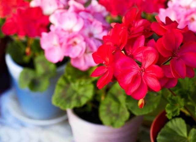 פלרגוניום - הקשה ביותר של הפריחה - צמחי בית יפים