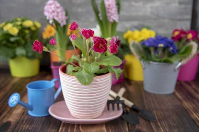10 בעיות ופתרונות פורחים של צמחי בית