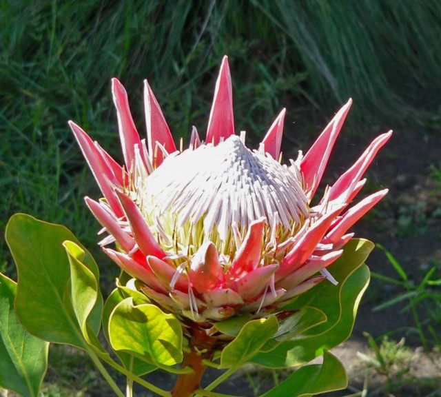 ארטישוק פרוטאה (Protea cynaroides)