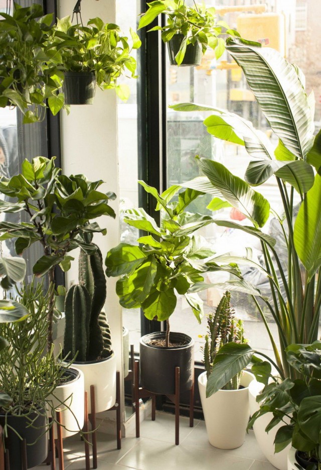 צמחים מקורה על אדן החלון