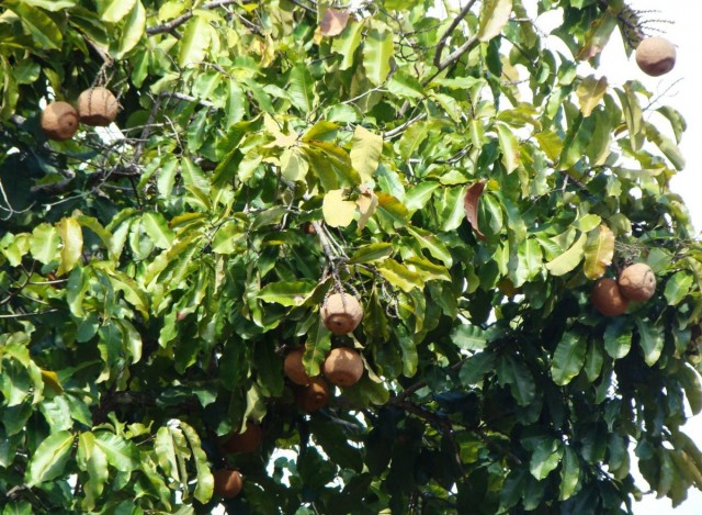 גידול עץ פפאיה או מלון על מטע (Carica papaya)