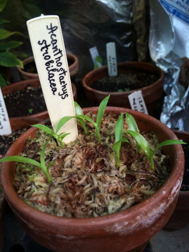 Acantostachis, לרוב, מופצים על ידי הפרדה פשוטה, אבל אתה יכול לגדל צמח מזרעים.