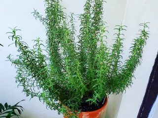 Rosemary officinalis (Salvia rosmarinus) נלחם באופן מושלם בפתוגנים הגורמים למחלות במערכת הנשימה והעיכול.