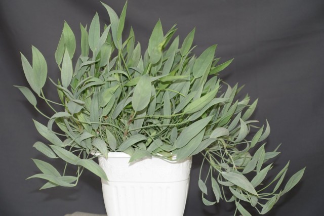 Pelargonium lanceolatum (Pelargonium lanceolatum)