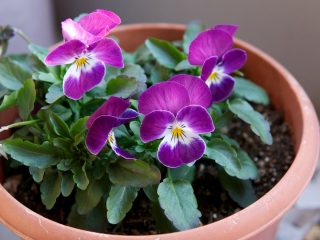 ויולט ויטרוק (Viola x wittrockiana)