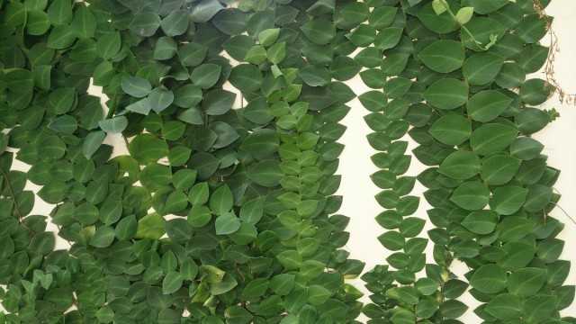 Rafidofora - ליאנה פנימית לגינון קירות - צמחים מקורה יפהפיים