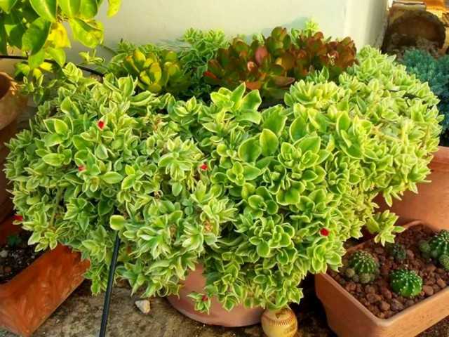 אפטניה - עסיסית פורחת הצומחת לנגד עינינו - צמחים פנימיים יפהפיים