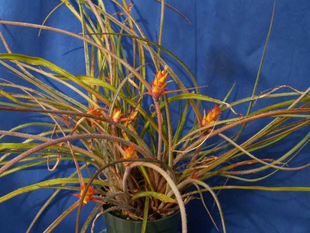 אקנטוסטאצ'יס - אפיפיט ברומליה לא יומרני - צמחים מקורה יפהפיים