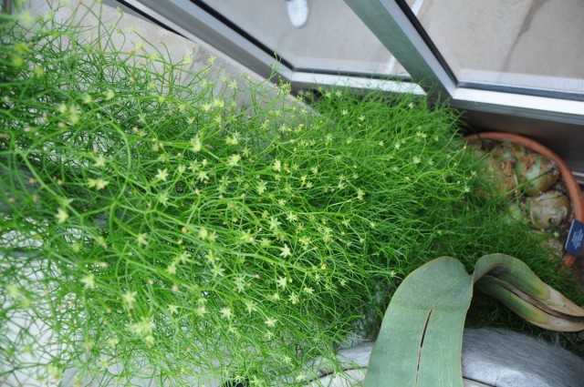 בובייה - "מלפפון מתולתל" אקזוטי בפנים - צמחים מקורה יפהפיים
