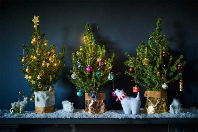 גידול עץ חג המולד בבית - טיפול
